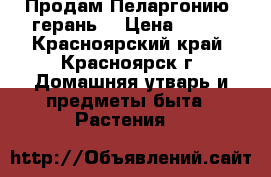 Продам Пеларгонию( герань) › Цена ­ 100 - Красноярский край, Красноярск г. Домашняя утварь и предметы быта » Растения   